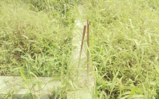 Approved plots for sale